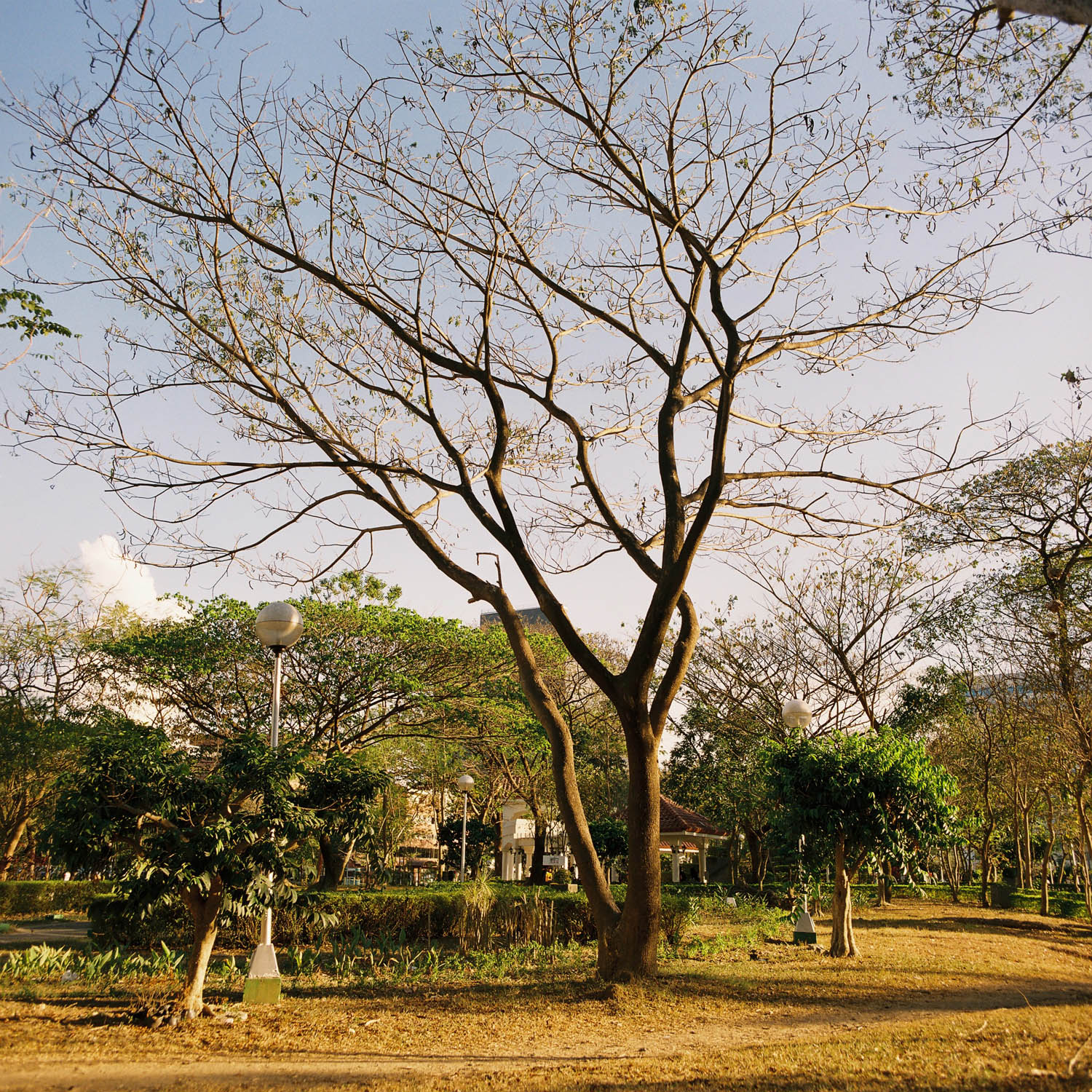 As much as I like to shoot this film at box speed, it's best to rate it at 400. Kiev 60/Carl Zeiss Jena 50mm f4 Flektogon/Exposed at ISO 400, developed normally