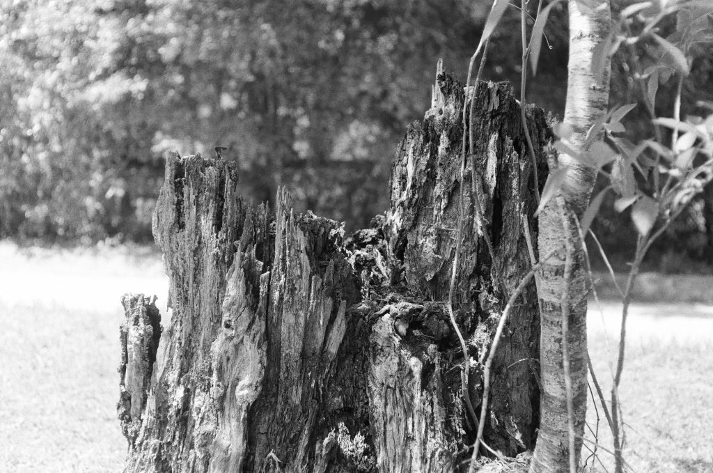 Stump. Yashica Pentamatic, f/4, 1/250. Ilford HP5 Plus 400