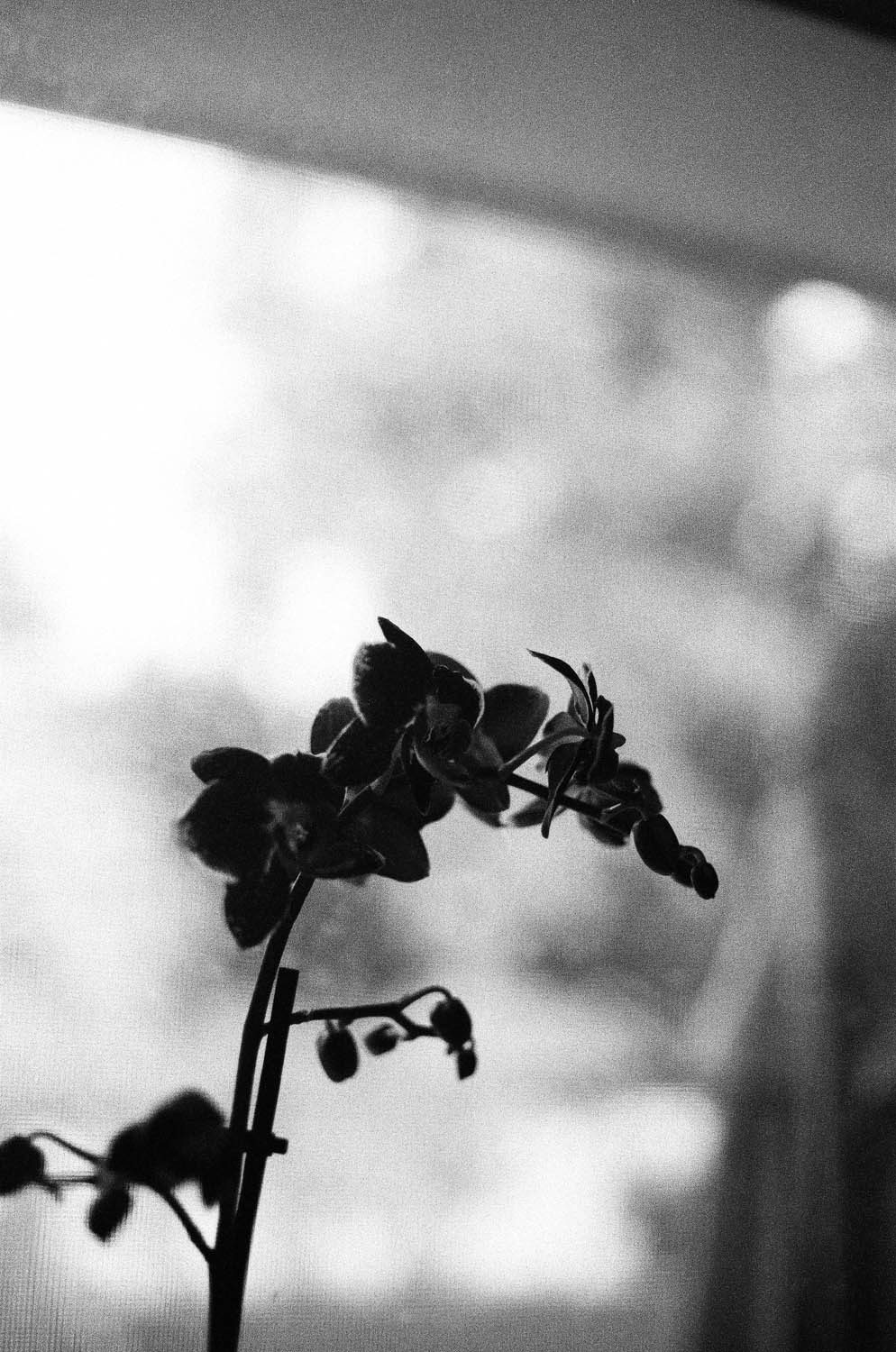 A silhouette of an orchid. Shot at 3200, and developed at 3200 by the Darkroom.