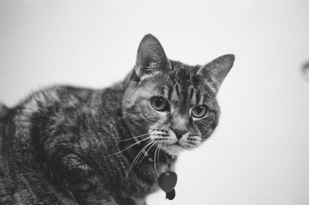 A shot of my photogenic cat. Shot at 3200, and developed at 3200 by the Darkroom.