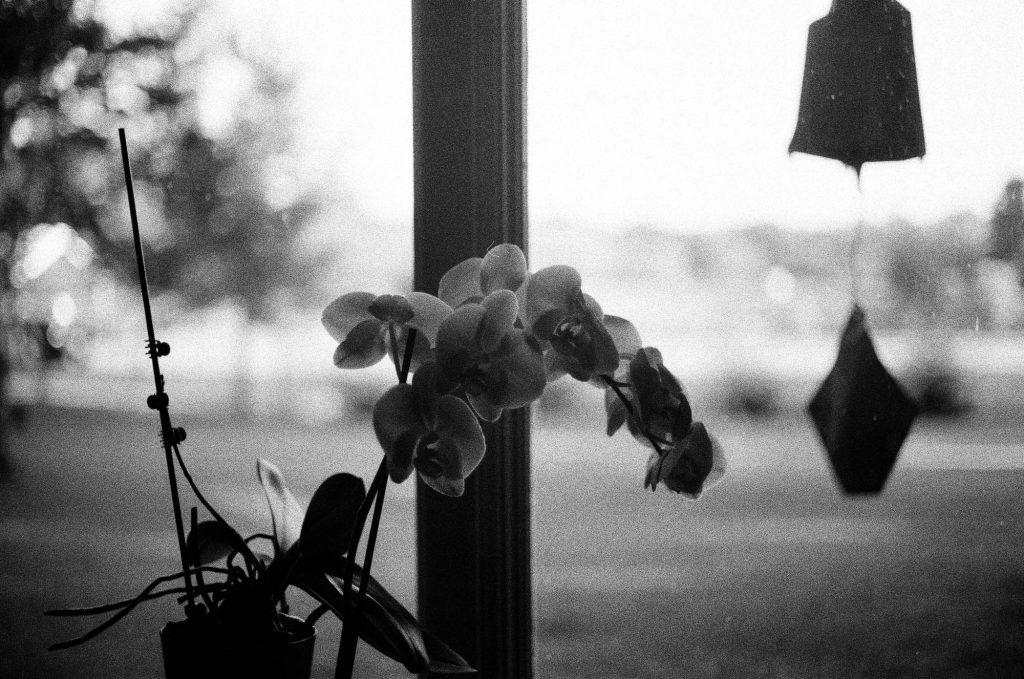 An orchid. Shot at 3200, and developed at 3200 by the Darkroom.