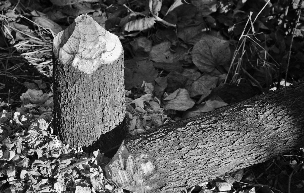 Beaver activity in the UW-Madison Arboretum.