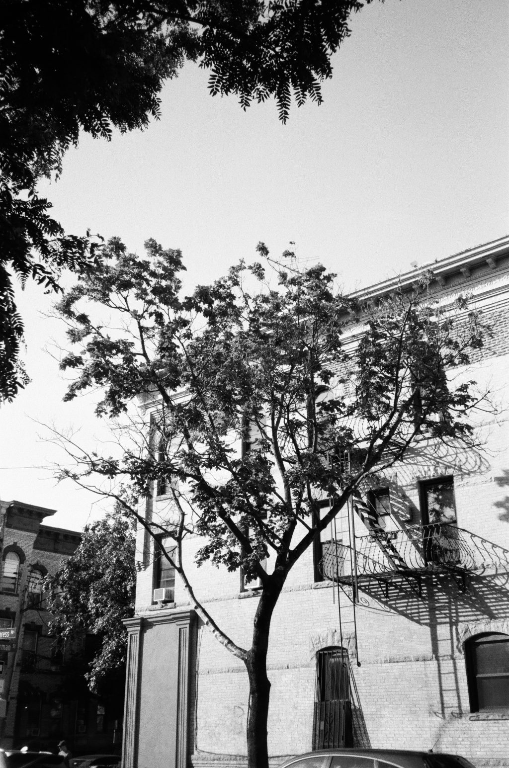 A tree grows in Brooklyn (shot on Olympus Stylus 120)