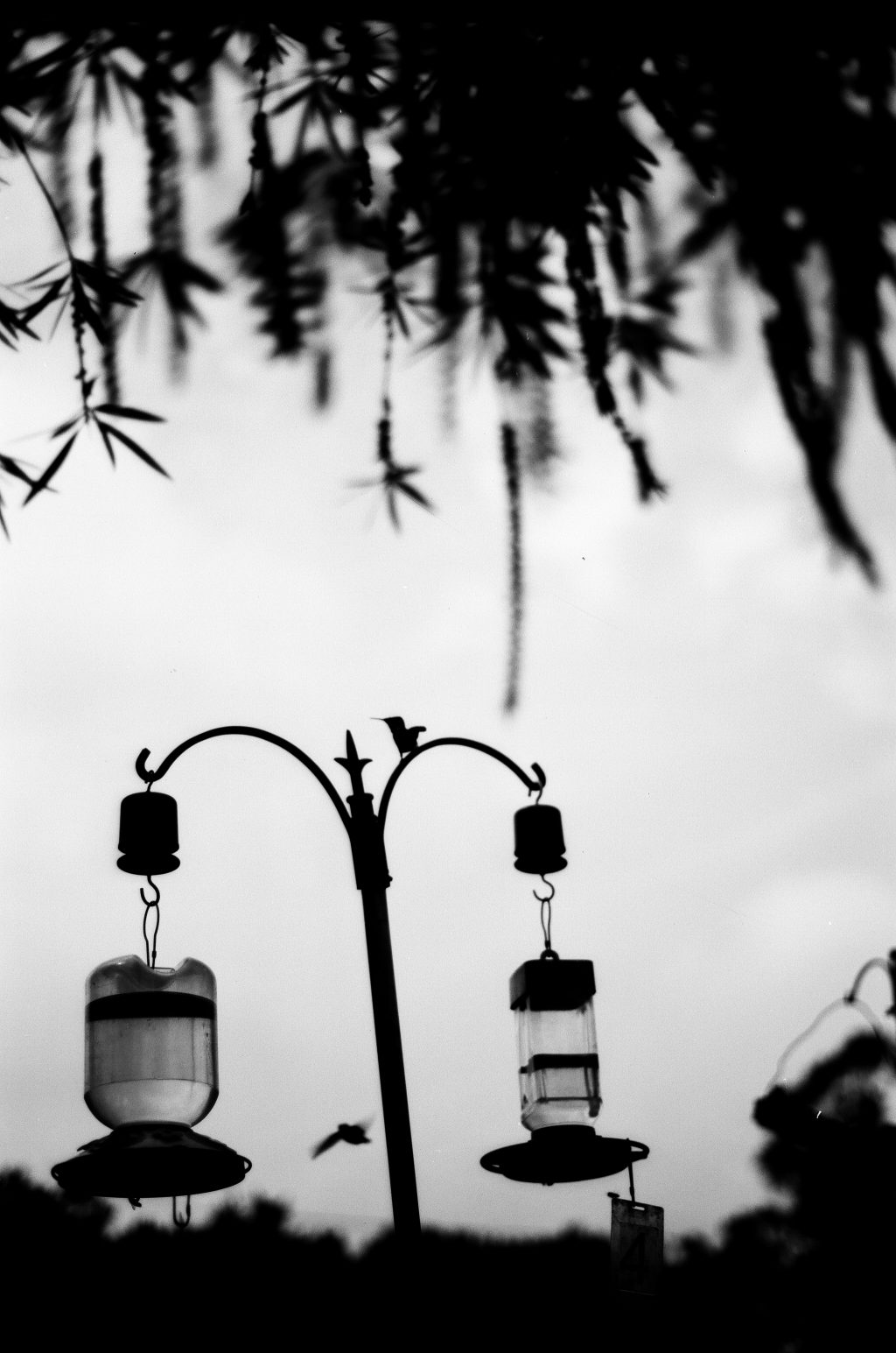 Minolta SRT-102, Lomography Fantome Kino 8, handheld. Developed and scanned by The Darkroom, no post adjustments. @gregtamura