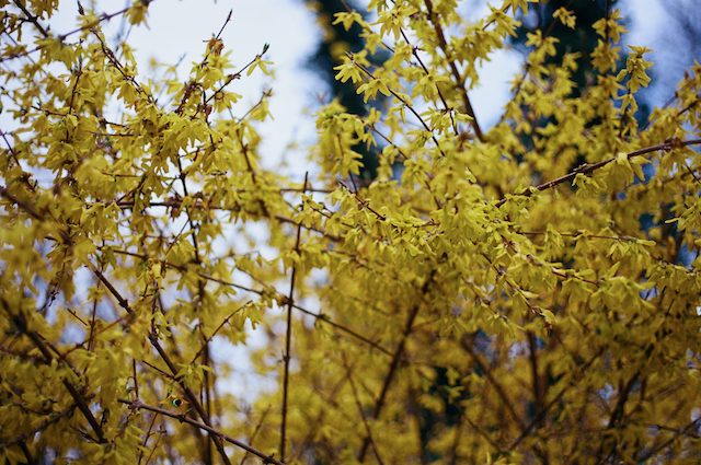 tarrytown, NY with canon ae-1, 50mm 1.8 lens, ektar 100 processed at TDR