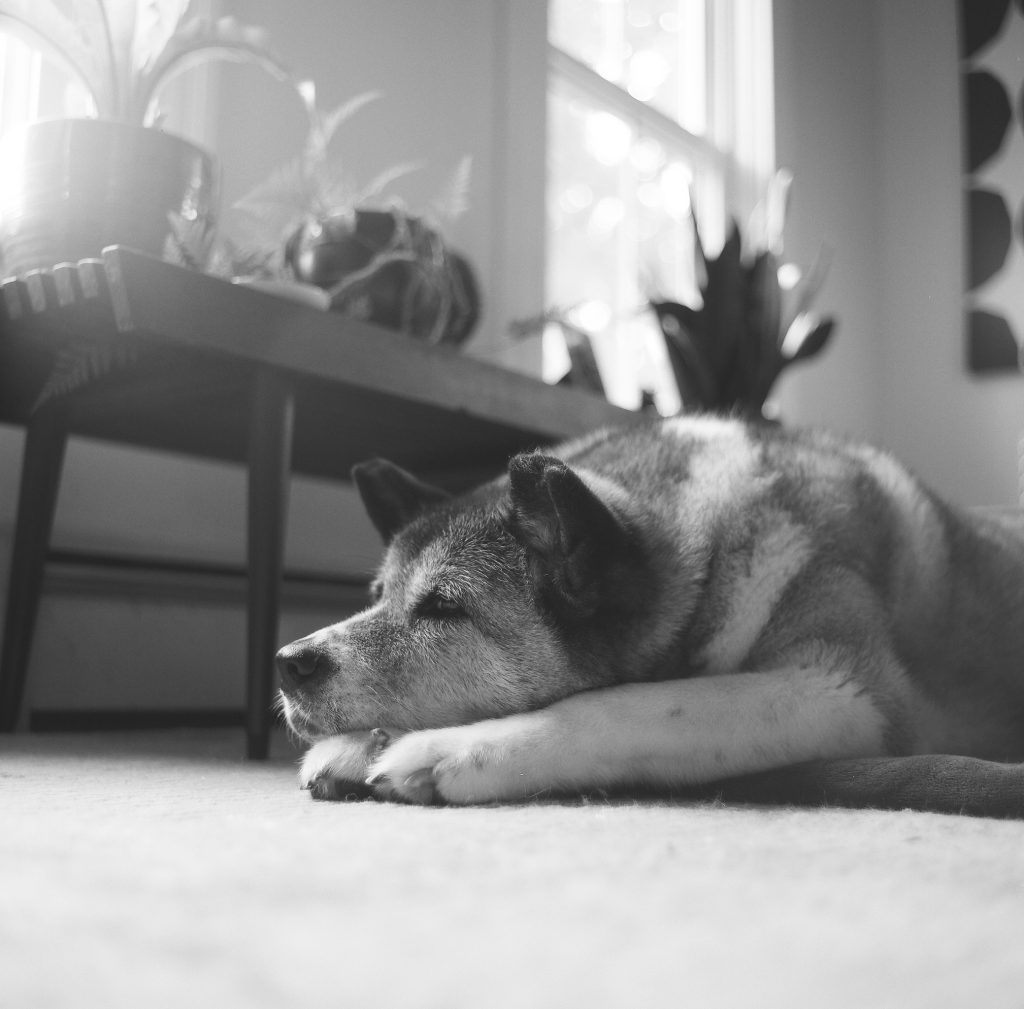 Allison, using Mamiya C22.