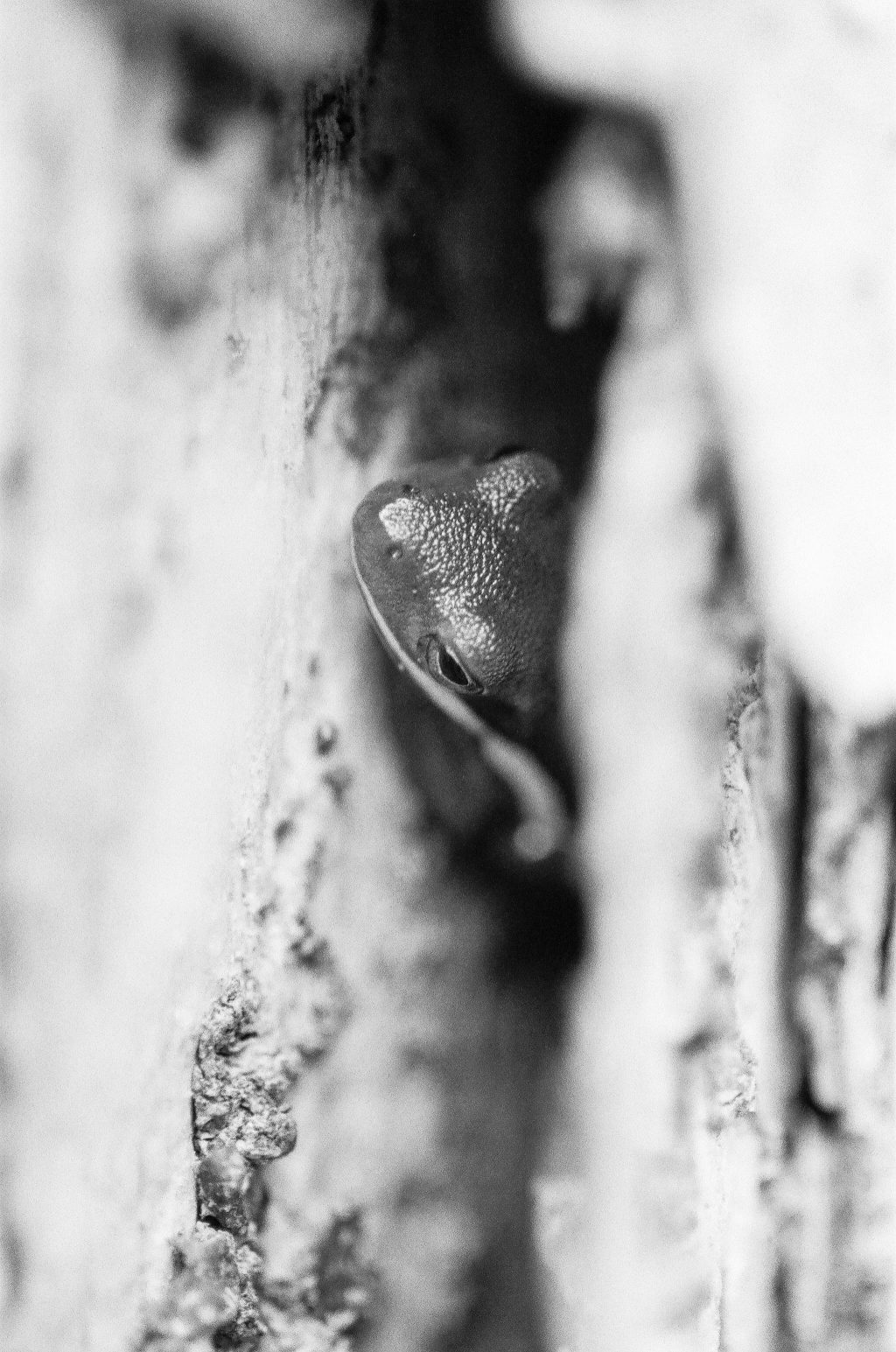 Nikon F3HP Nikkor 105mm 2.8 Micro