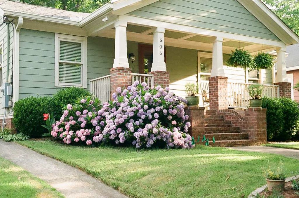 Hydrangea in the South