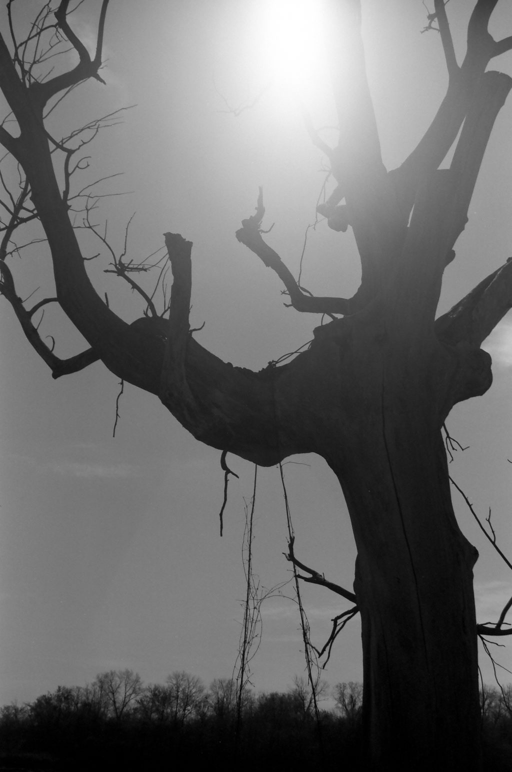 Shot & processed at 200 ISO – Mamiya/Sekor 1000 DTL with M/S 50mm f2 – J. J. Aubrey