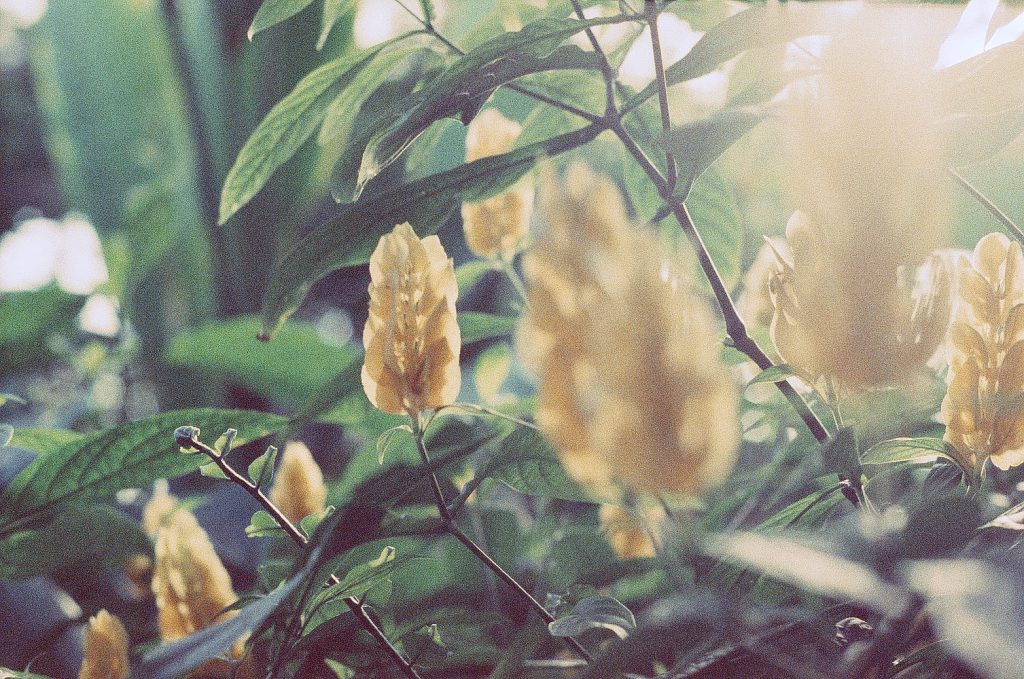 Garfield Park Conservatory, Indianapolis