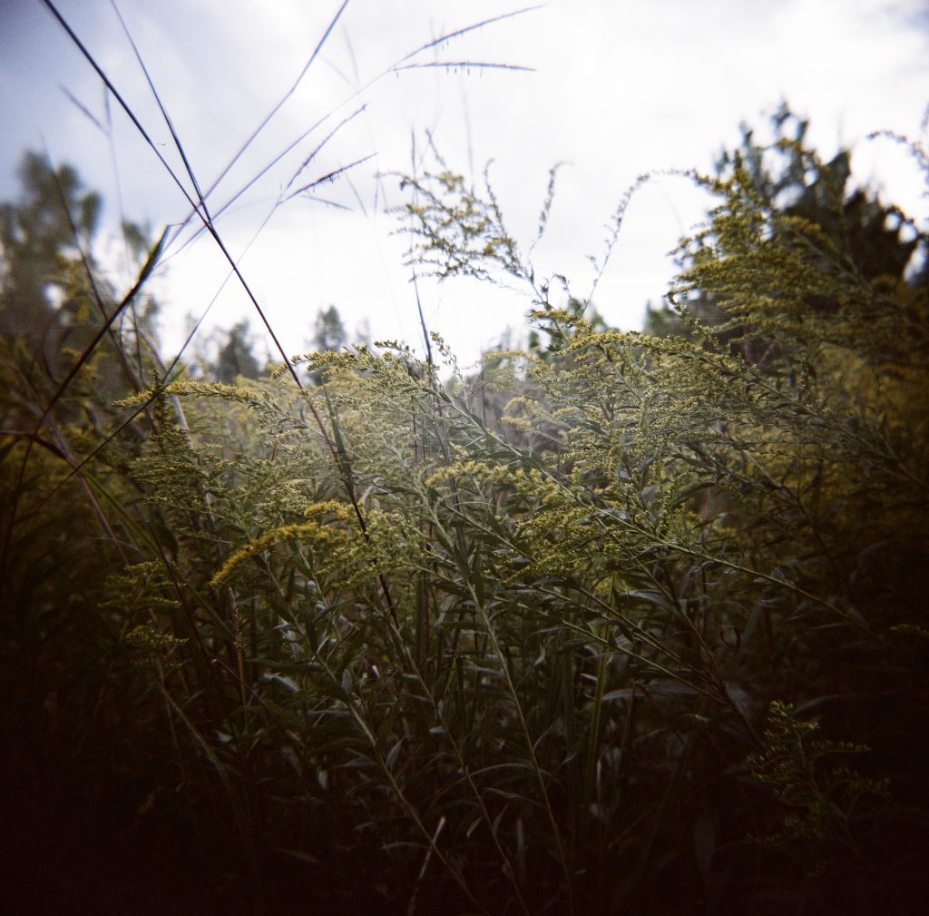 Holga 120N with Metropolis 120 at Ritchie Woods - Goldenrod