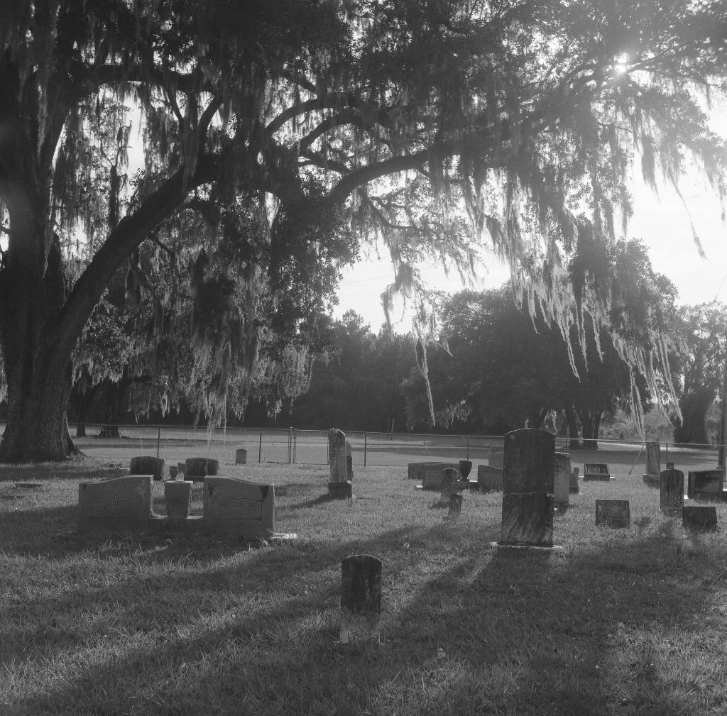 Backlit oak. Yashica D, f/16, 1/60. Ilford HP5 Plus
