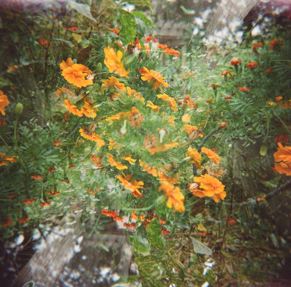 Shot with Holga 120N