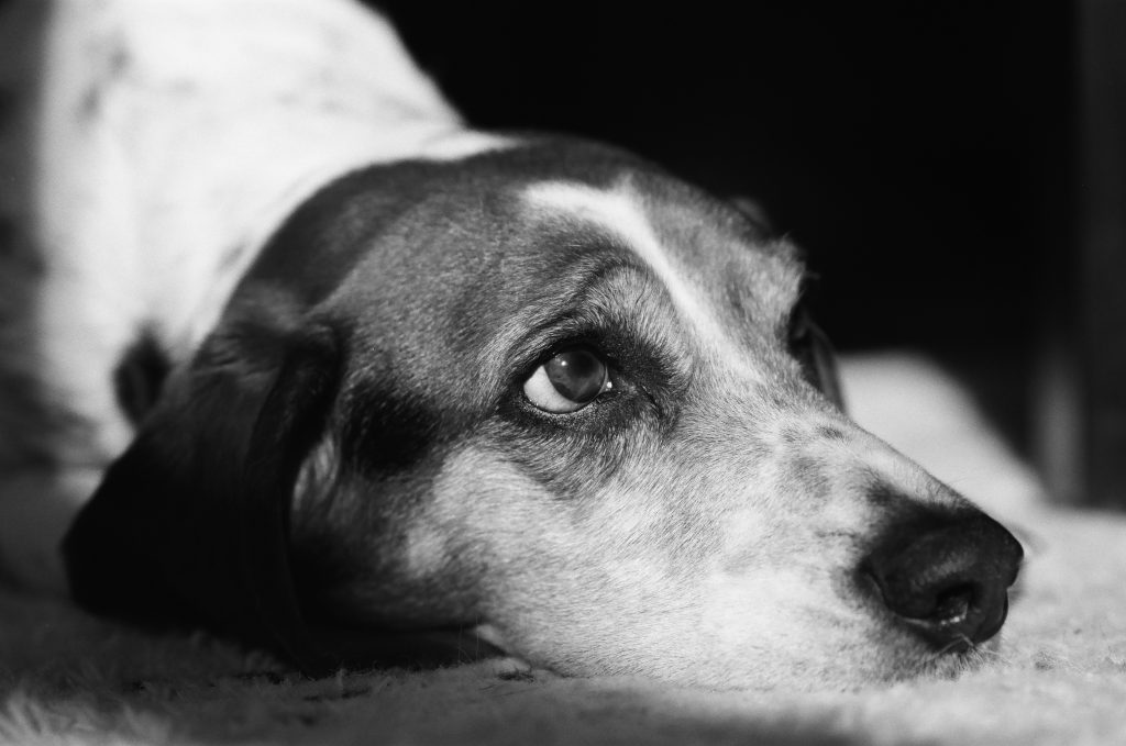 Nikon F3HP Nikkor 105mm 2.8 Micro