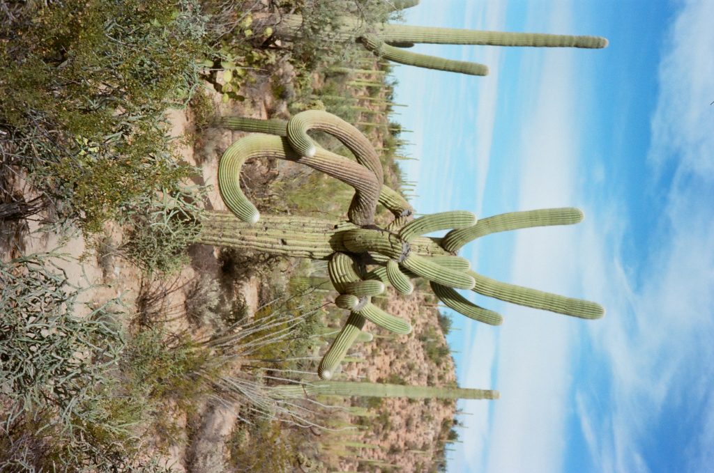 Saguaro National Park taken with Rollei 35S - Sonnar 2.8 / 40mm