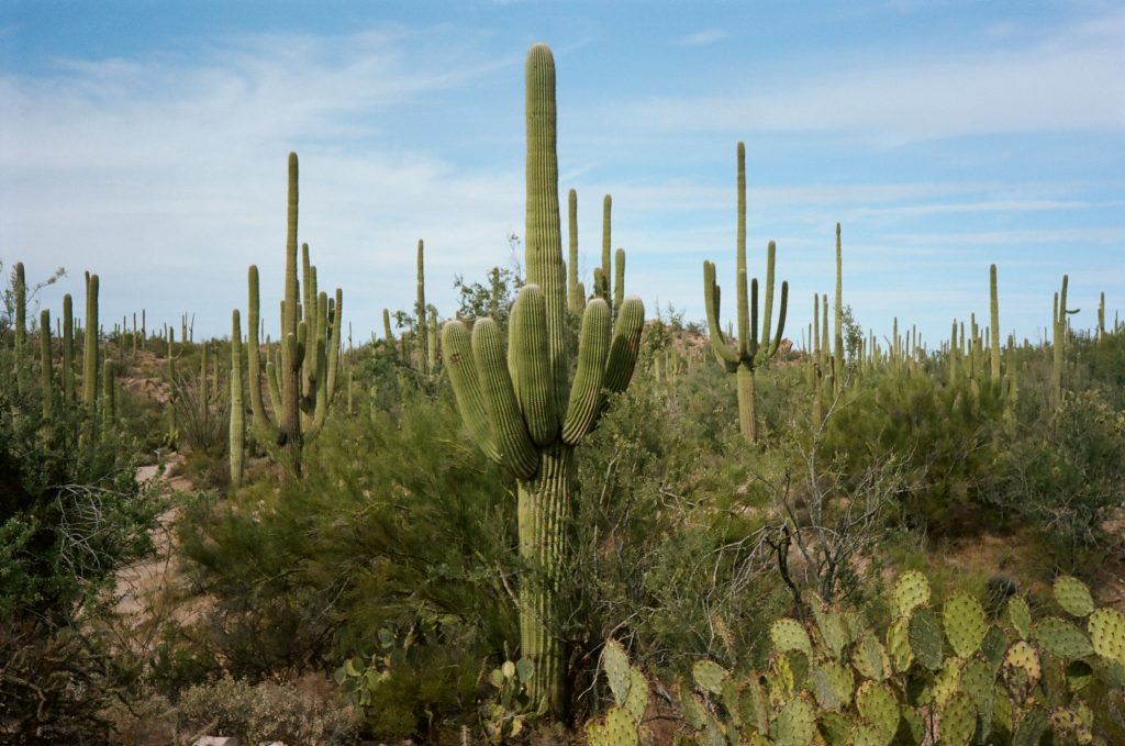 Saguaro National Park taken with Rollei 35S - Sonnar 2.8 / 40mm