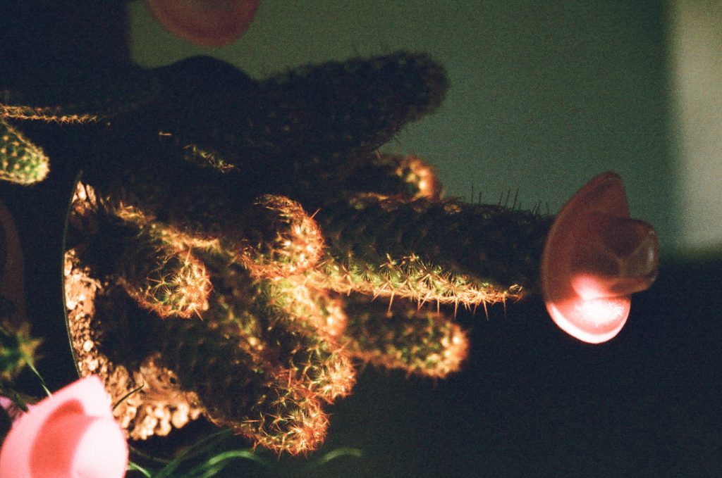 Tamron AF 28-300 3.5-6.3 LD (IF). Guerneville, CA.