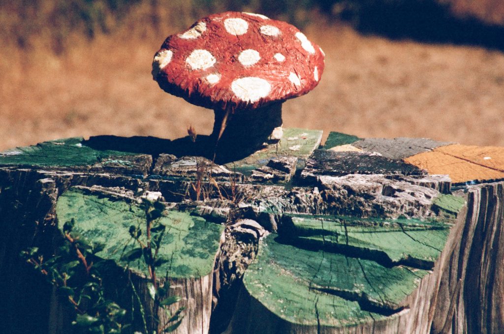 Tamron AF 28-300 3.5-6.3 LD (IF). Bodega Dunes State Park, CA.