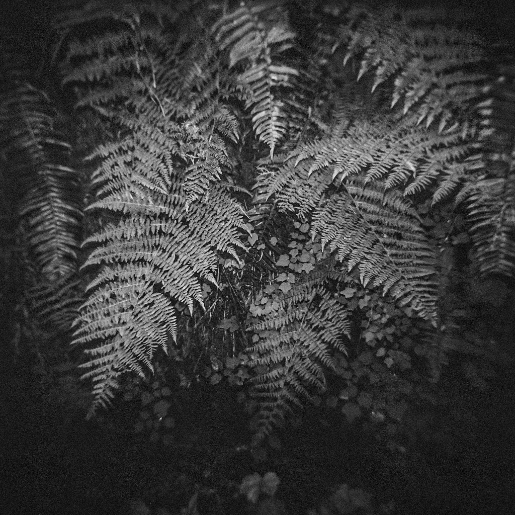 Processed by TDR. Holga GNCF120, f/8 w/ flash. Humboldt County, CA.