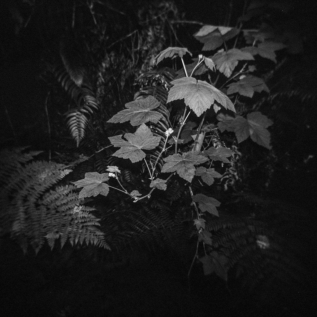 Processed by TDR. Holga GNCF120, f/8 w/ flash. Humboldt County, CA.