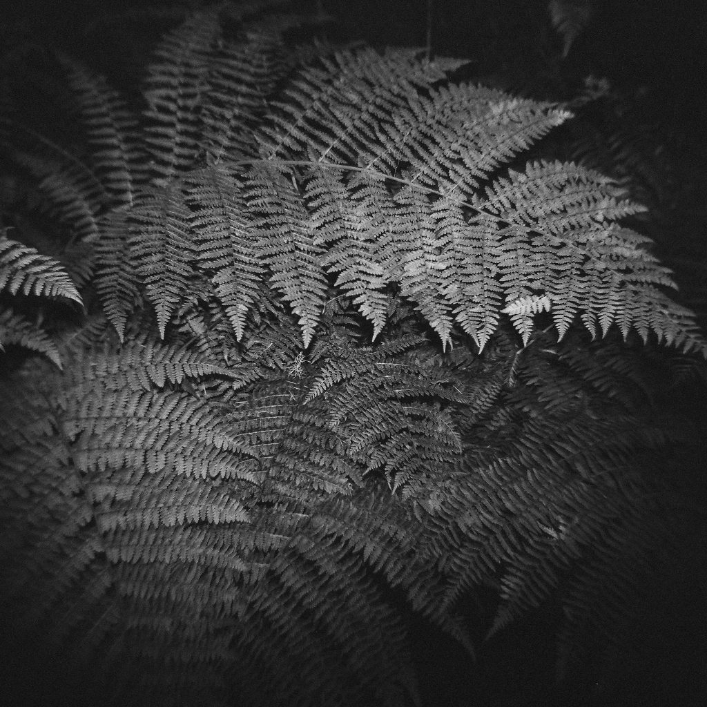 Processed by TDR. Holga GNCF120, f/8 w/ flash. Humboldt County, CA.