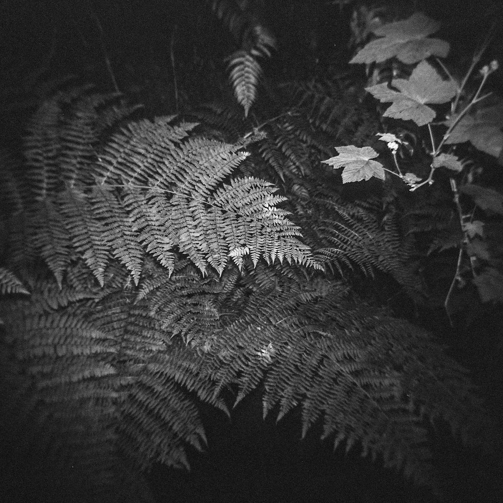 Processed by TDR. Holga GNCF120, f/8 w/ flash. Humboldt County, CA.