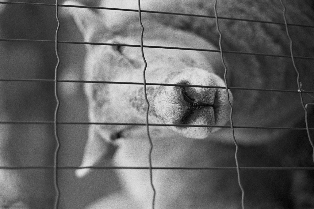 shot with Canon AE1 with a 50mm