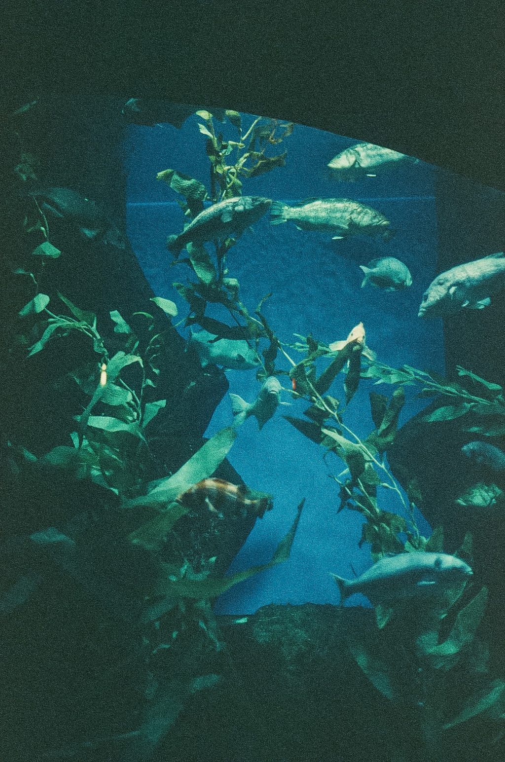 Atlanta Georgia shot on a canon ae-1 / retrochrome 400