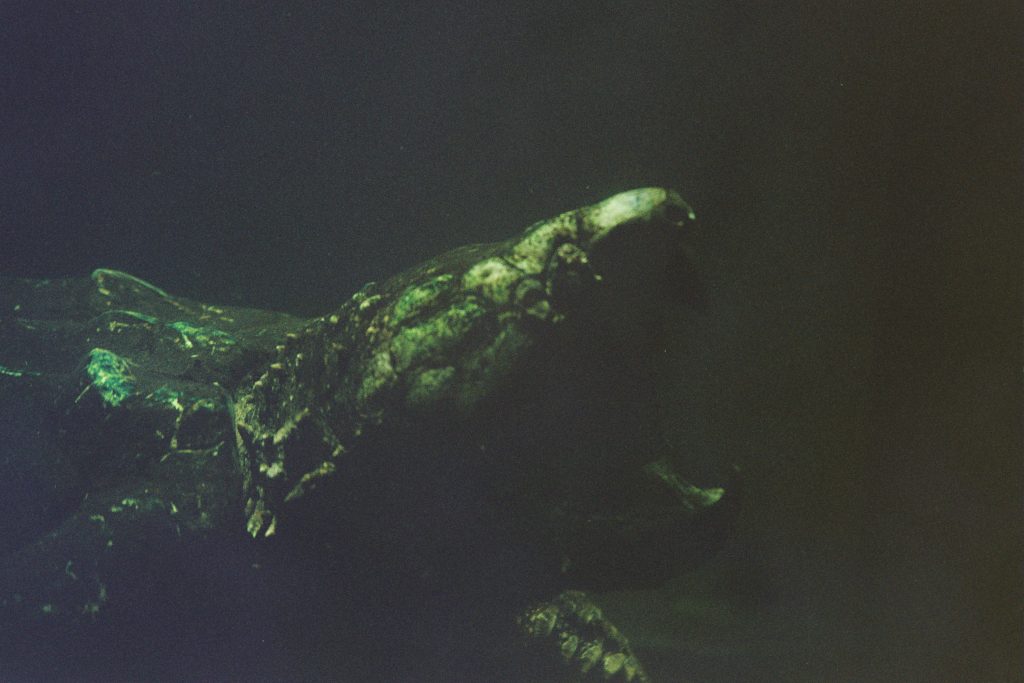 Washington DC Minolta SRT MC Sigma 75-300mm and Rokkor 50mm