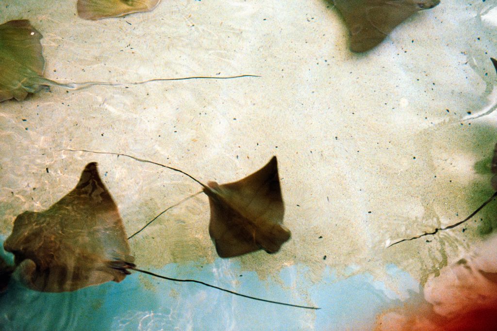 Leica M6, Zeiss Biogon 35mm - Playing with slow shutter speeds at the ray pool, Columbus Zoo.