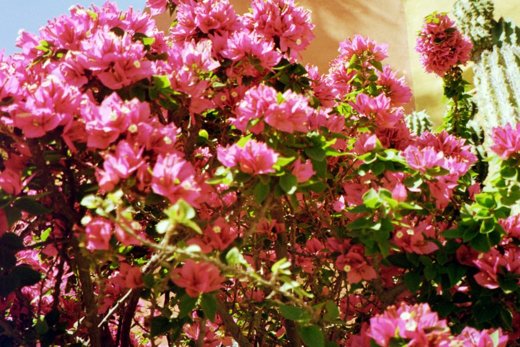 Yashica Superzoom 90 || Phoenix Trip