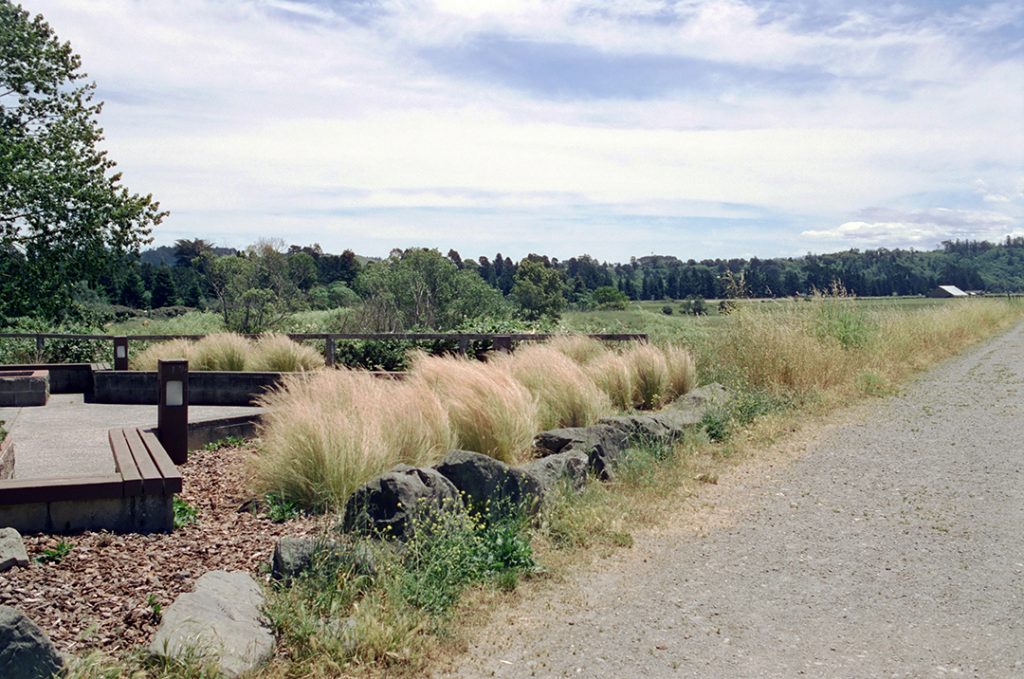 CineStill 50D 35mm film. Nikon N2000, Nikkor 35mm AI lens, Skylight 1-A filter. Along the Eel River, Fortuna, California.