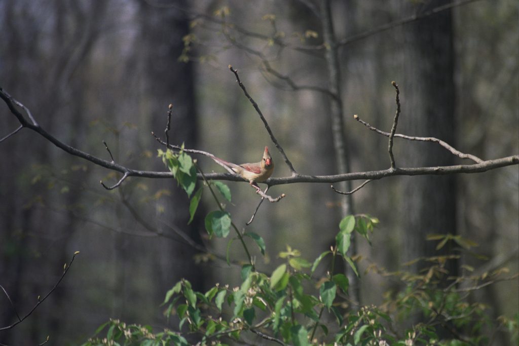 minolta srt mc, sigma 75-300mm