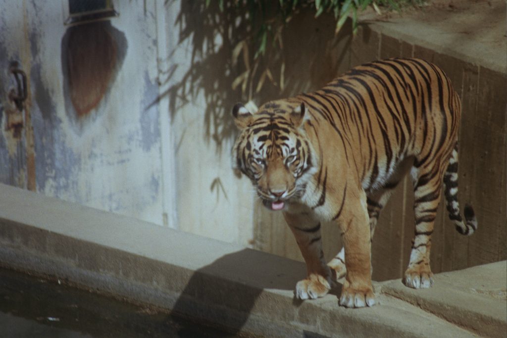 Washington DC Minolta SRT MC Sigma 75-300mm and Rokkor 50mm