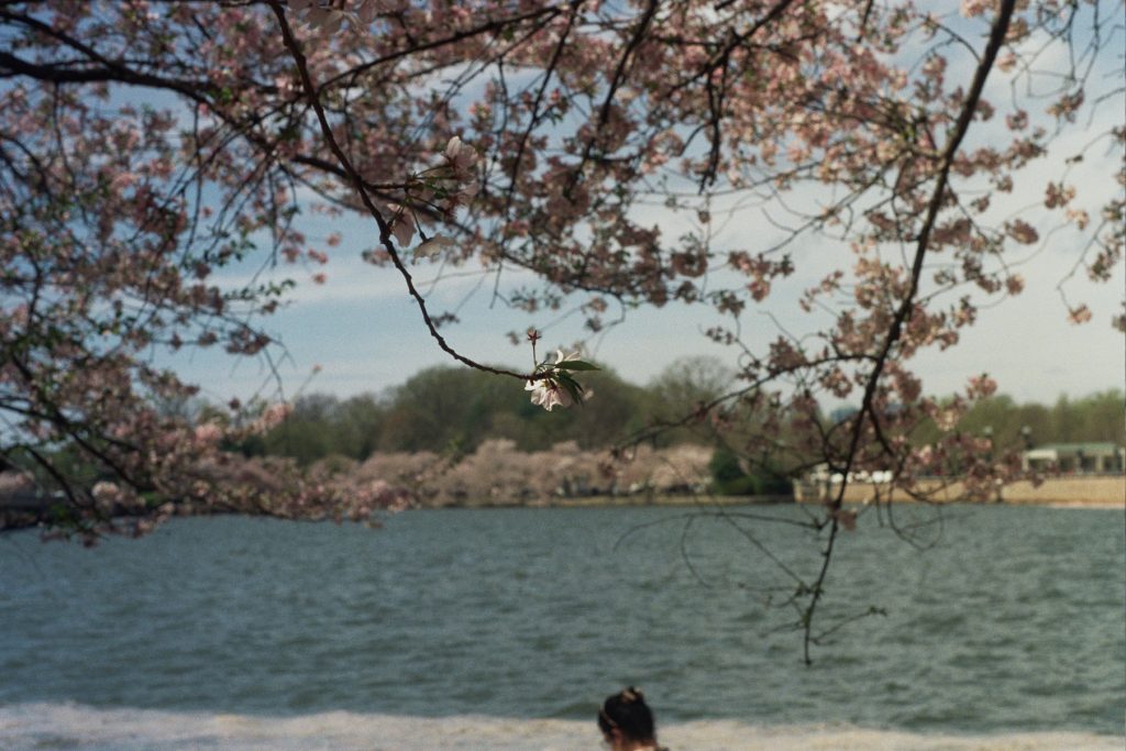 Washington DC Minolta SRT MC Sigma 75-300mm and Rokkor 50mm