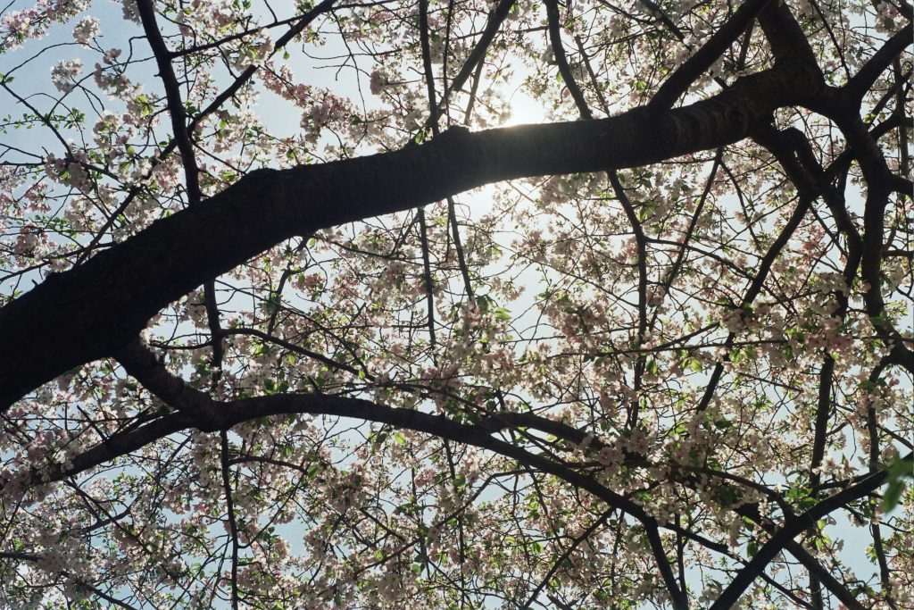 Washington DC Minolta SRT MC Sigma 75-300mm and Rokkor 50mm