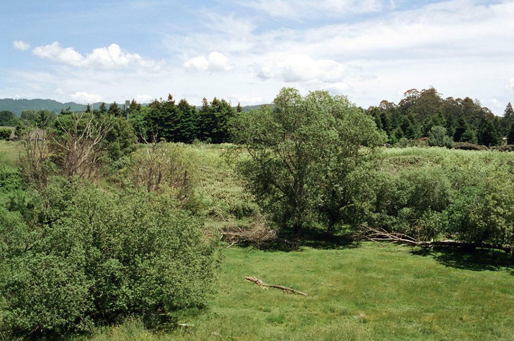 CineStill 50D 35mm film. Nikon N2000, Nikkor 35mm AI lens, Skylight 1-A filter. Along the Eel River, Fortuna, California.