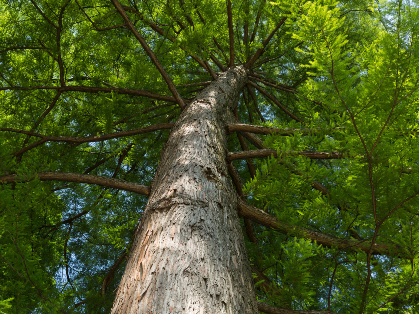 View from low on the ground up the trunk of a bald cypress tree