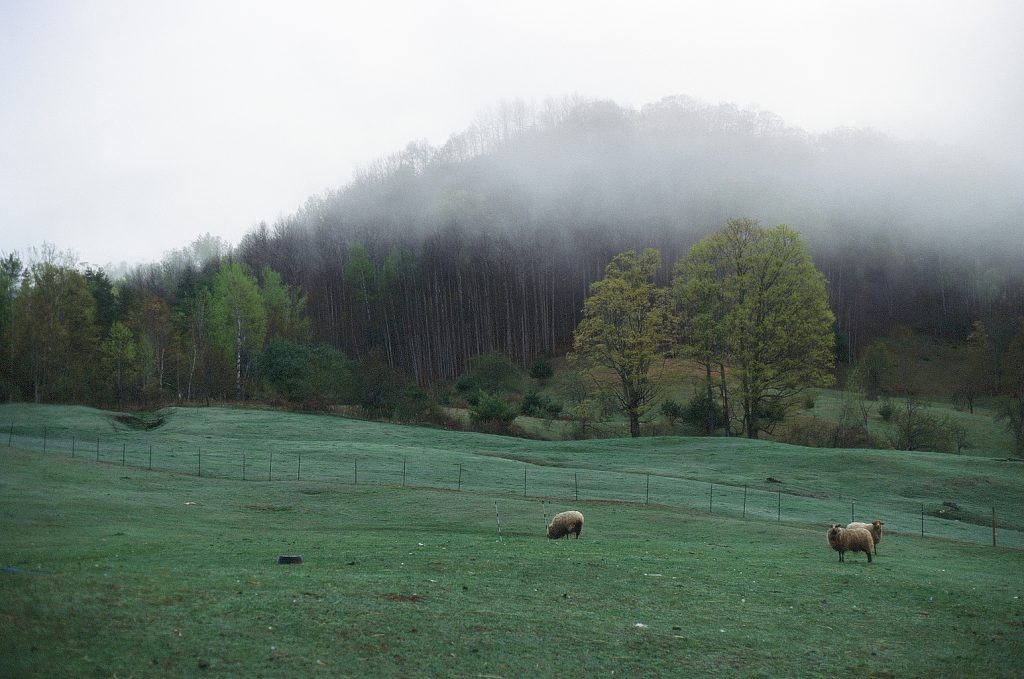 35 mm Northern Attitude