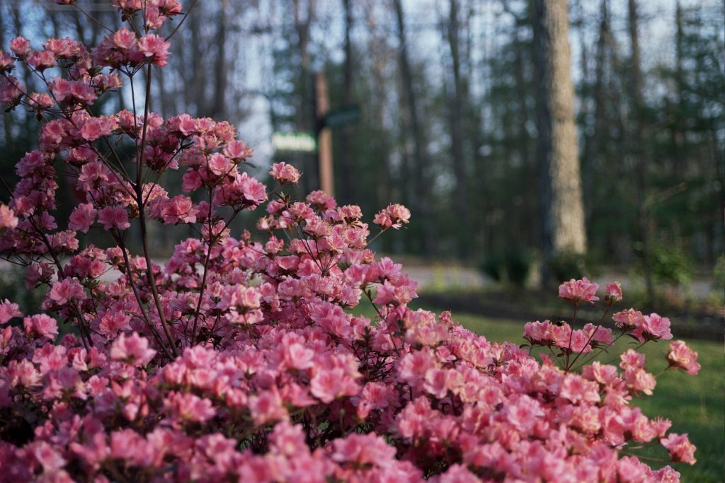 minolta srt mc, 35-70 macro