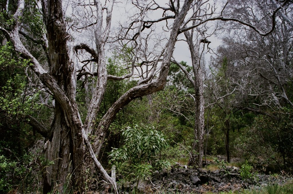 Forest scene in Volcanoes National Park in Hawaii. Ektar Nikon F