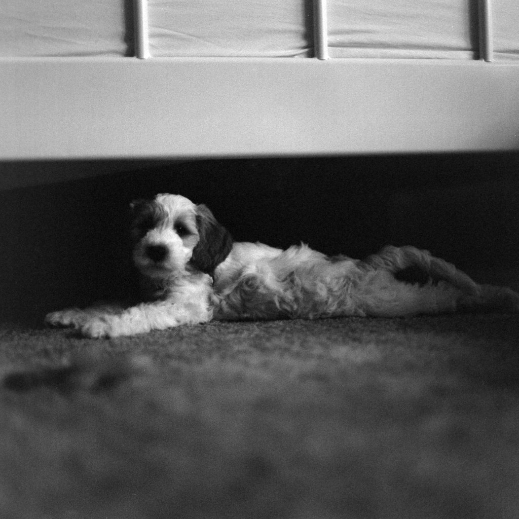 Bronica SQ-A, ZENZANON S 80mm f/2.8, dev HC-110 1+31 pull -1 (1600)