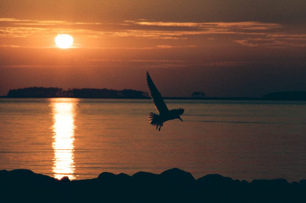 Canon AE-1 200mm 2.8