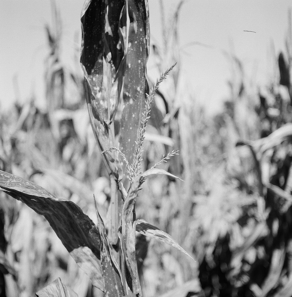 Seeds on a corn stalk at Peeble's Farm in Augusta, AR.
