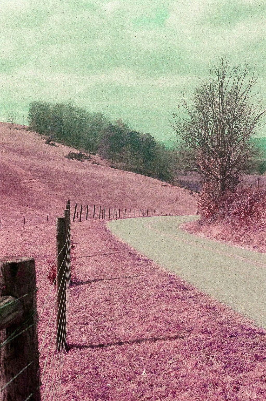 lomochrome purple shot on canon ae-1 @itsdalllas