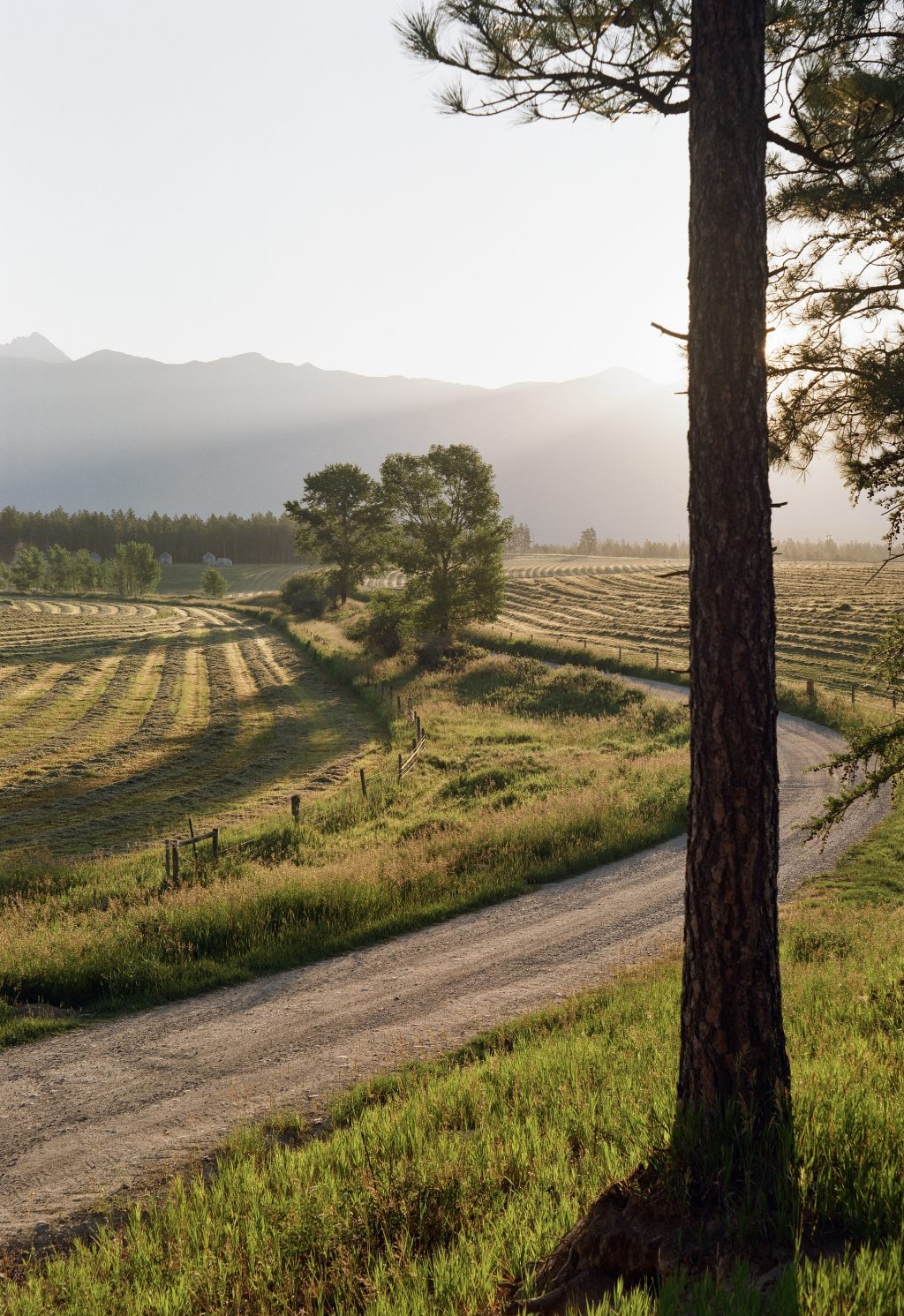 Hay fields near Cranbrook BC