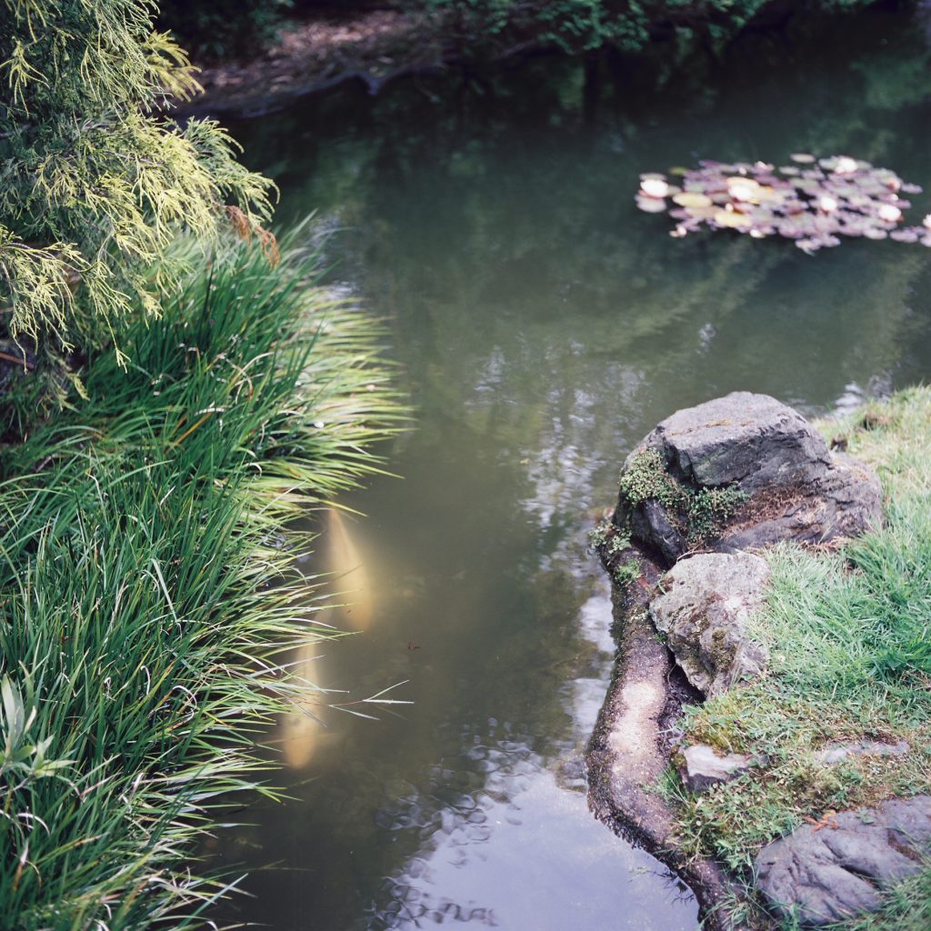 CineStill 50D 120, shot on my Rolleiflex T at the San Francisco Japanese Tea Garden