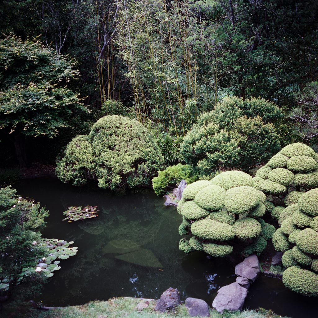 CineStill 50D 120, shot on my Rolleiflex T at the San Francisco Japanese Tea Garden