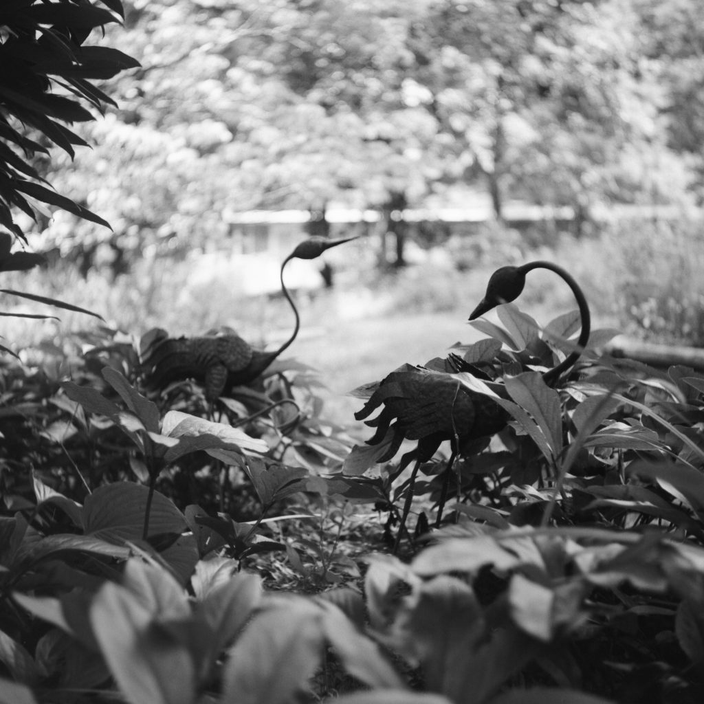 Shot with a Yashica A on Ilford Fp4+ at box speed.