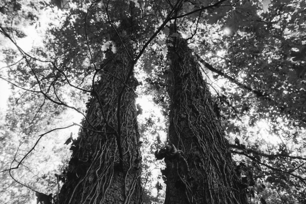 Shot with a Nikon FE on Ilford Fp4+ at box speed